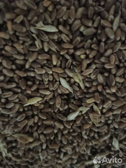 Зерно пшеница