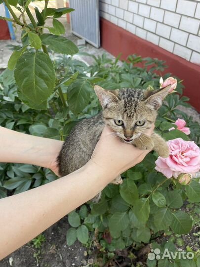 Отдам в добрые руки мальчика котенка