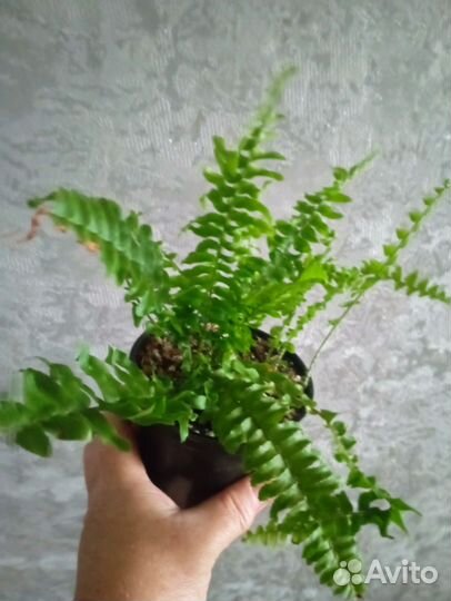 Цветы комнатные