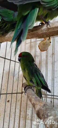 Птенцы какарики