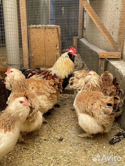 Фавероль лосось