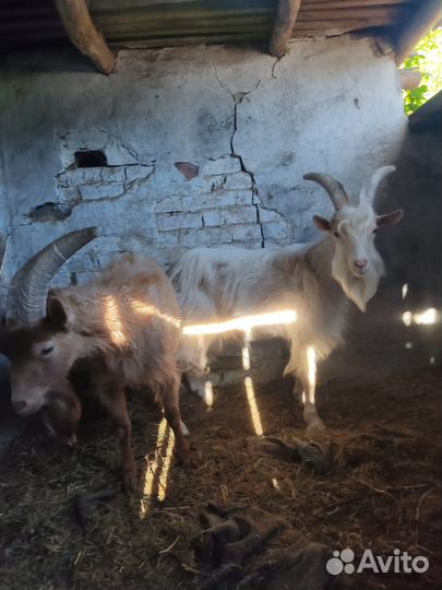 Продам коз