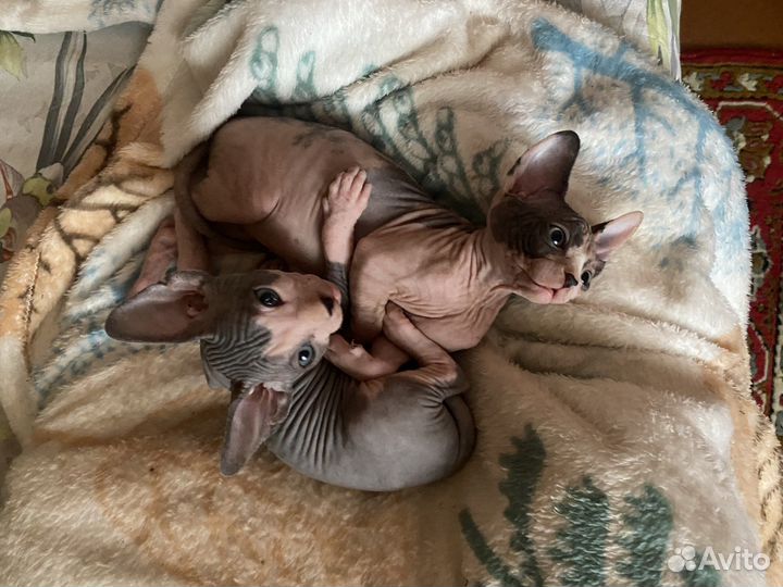 Канадский сфинкс