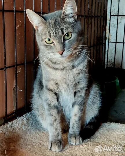 Кошечке нужен дом. Живёт в клетке