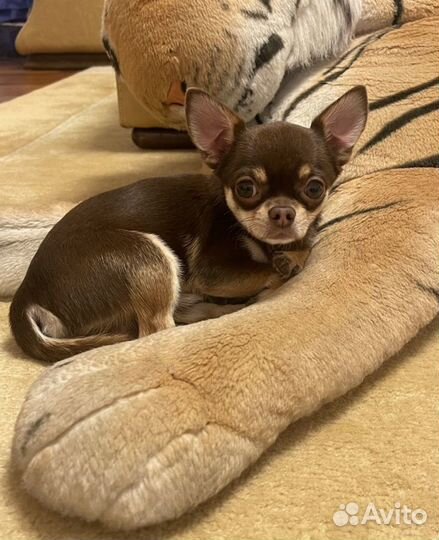 Чихуахуа мини мальчик