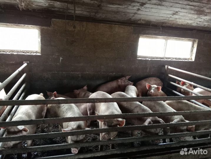 Продам поросят