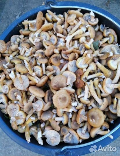 Маринованные грибы опята и чинарики