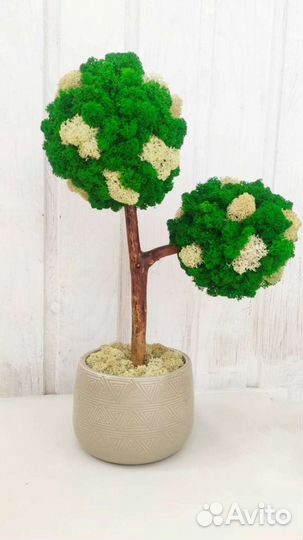 Топиарий живое дерево из стабилизированного мха