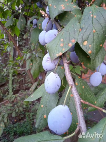 Слива кубышка