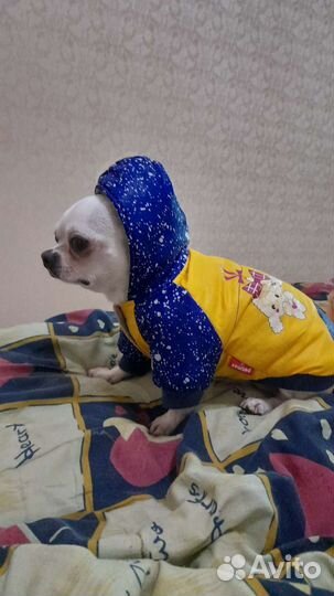 Вязка Чихуахуа