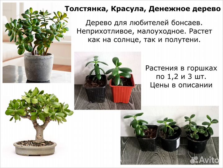 Комнатные Цветы декоративные. Цены разные