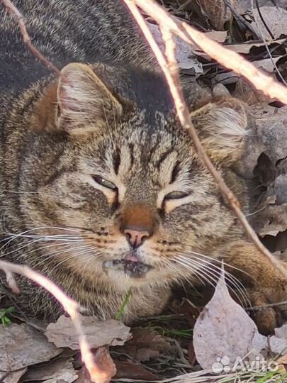 Кот с гноящимся ртом на улице под кустом