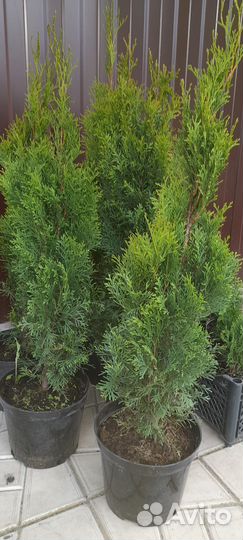 Можжевельник