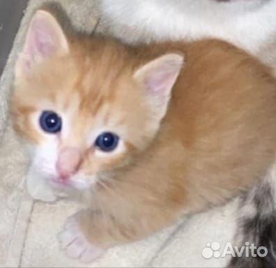 Котята