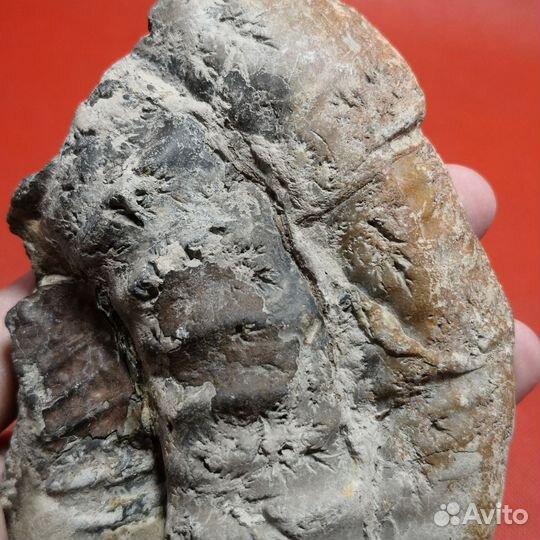 Окаменелость. Большой аммонит