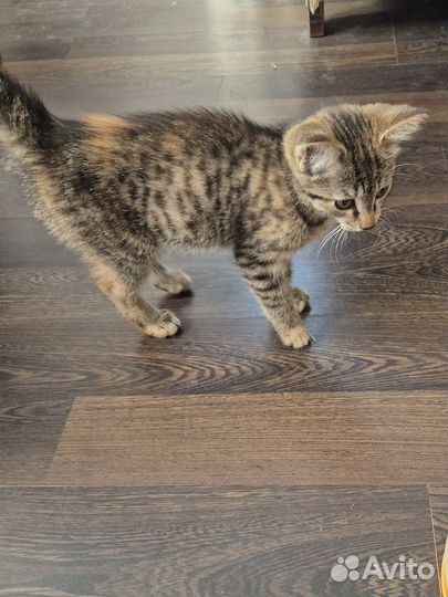 Котёнок ищет дом