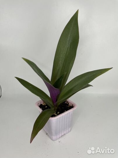 Традесканция Рео