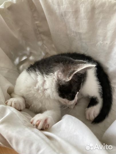 Котёнок - барашка