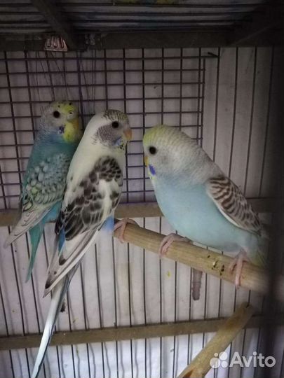 Волнистый попугай