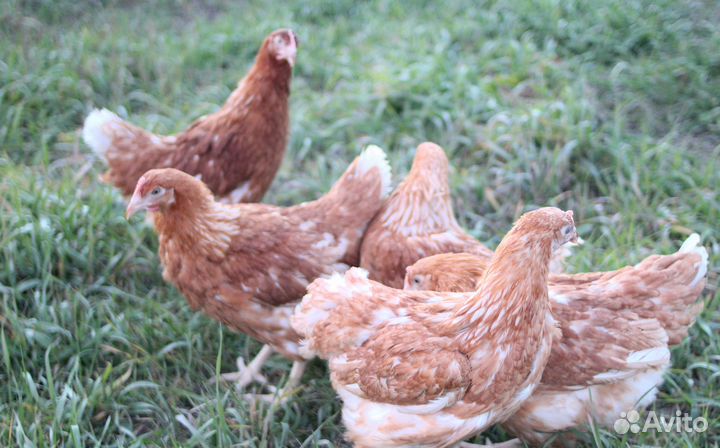 Куры несушки с доставкой