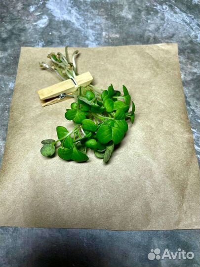 Микрозелень