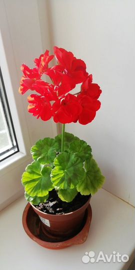 Пеларгония Red