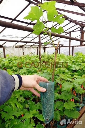 Саженцы винограда