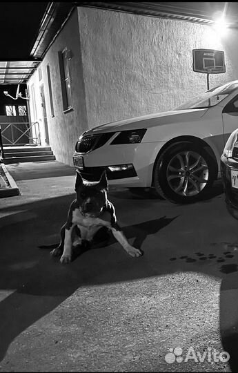 Вязка стафф