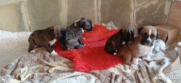 Щенки