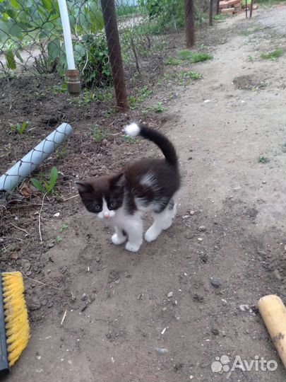 Котята в добрые руки бесплатно