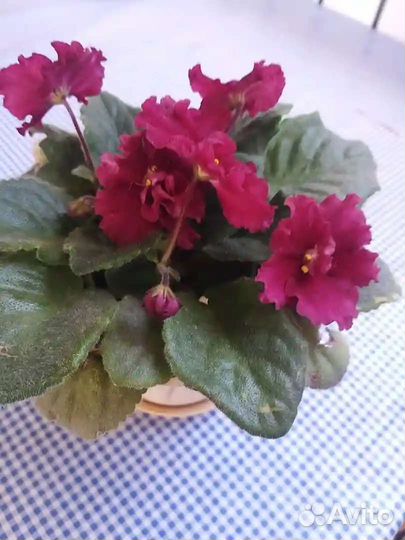 Помощница по хозяйству