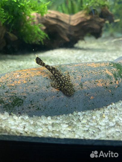 Сомики анциструсы