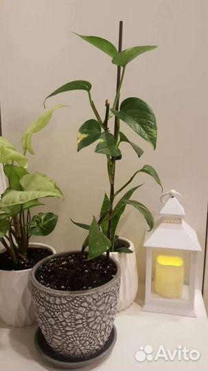 Эпипремнум золотистый