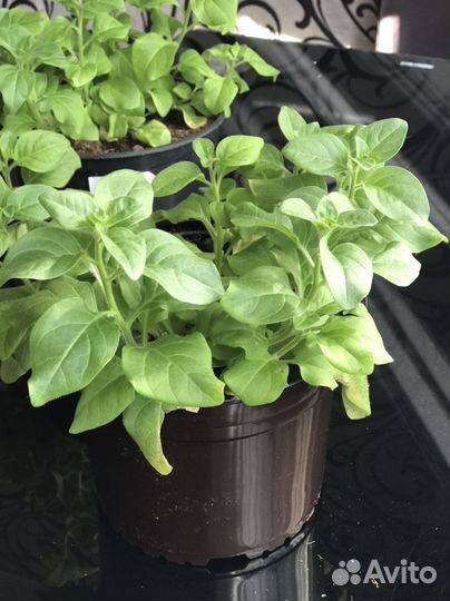 Рассада петуньи ампельной