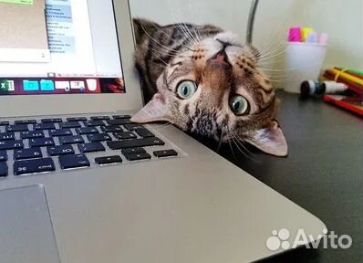 Подработка дом/офис.Четыре часа в день. Оператор