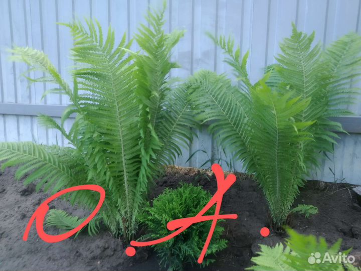 Страусник (папоротник), ирисы