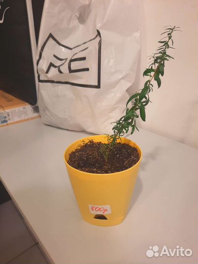 Комнатные цветы