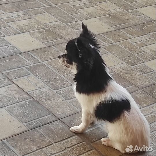 Чихуахуа мини