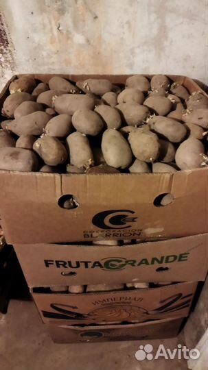 Картофель на корм животным. Посадочный