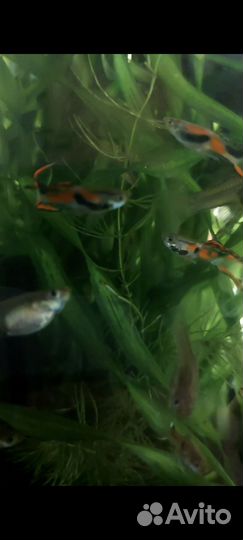 Аквариумная рыбка гуппи эндлера