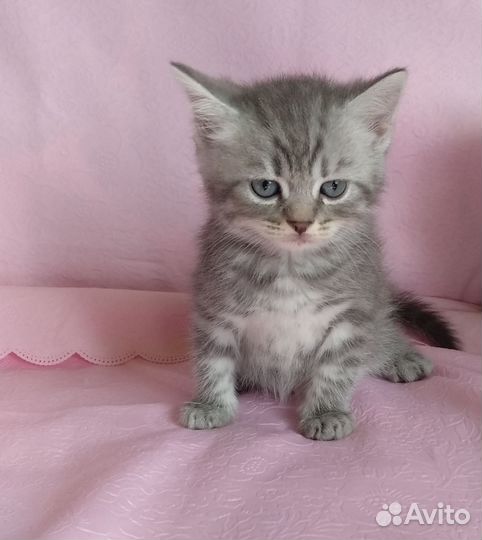 Шотландские котята