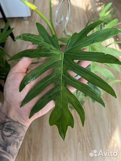 Филодендрон Т-31 радиатум вар