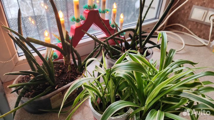 Хлорофитум сансивьерия цилиндра