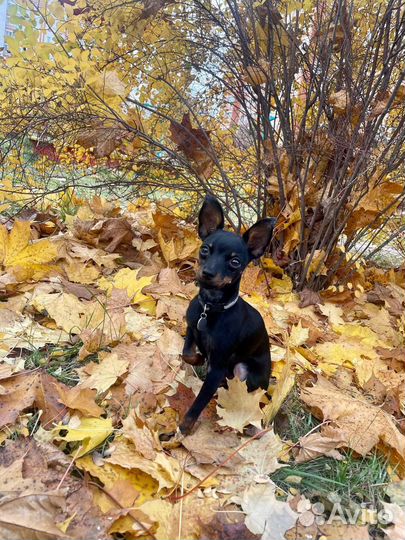 Русский той вязка РКФ