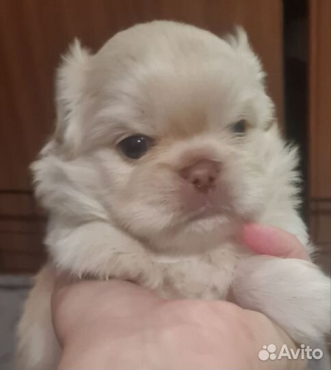 Щенки пекинеса