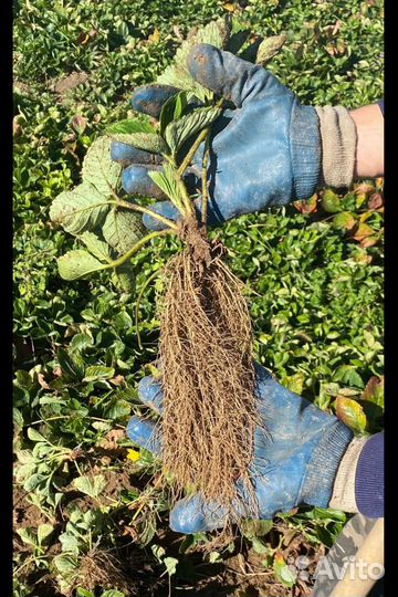 Фермерское хозяйство предлагает саженцы клубники