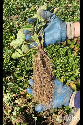 Фермерское хозяйство предлагает саженцы клубники