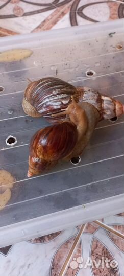 Улитки ахатины