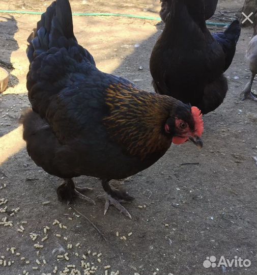 И/яйцо, мараны курочки или семья