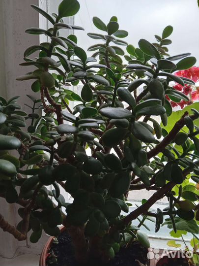 Цветы домашние в горшках